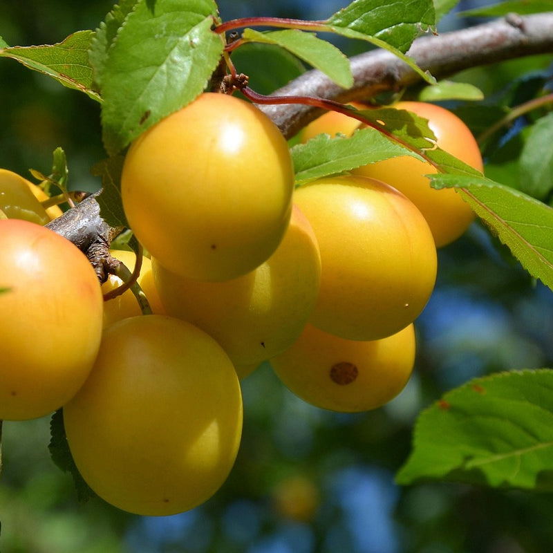 Early Plums