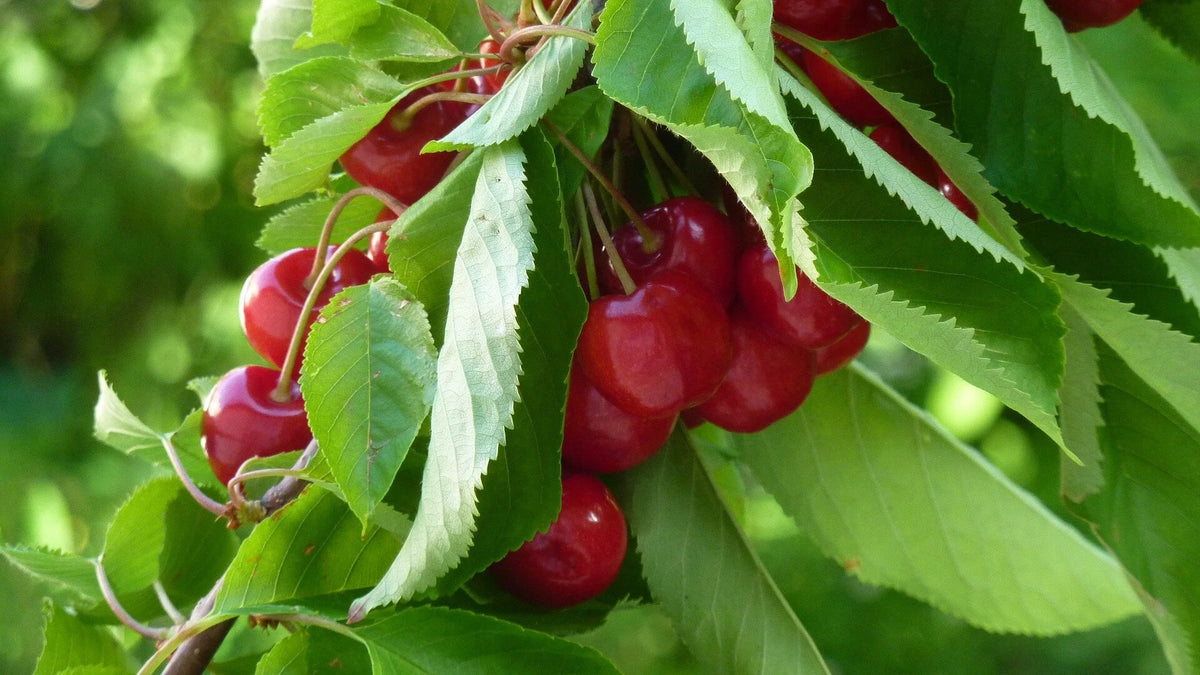 Lapins sweet cherries ripening on the branch
