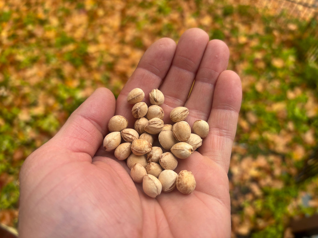 A handful of Lapins sweet cherry seeds