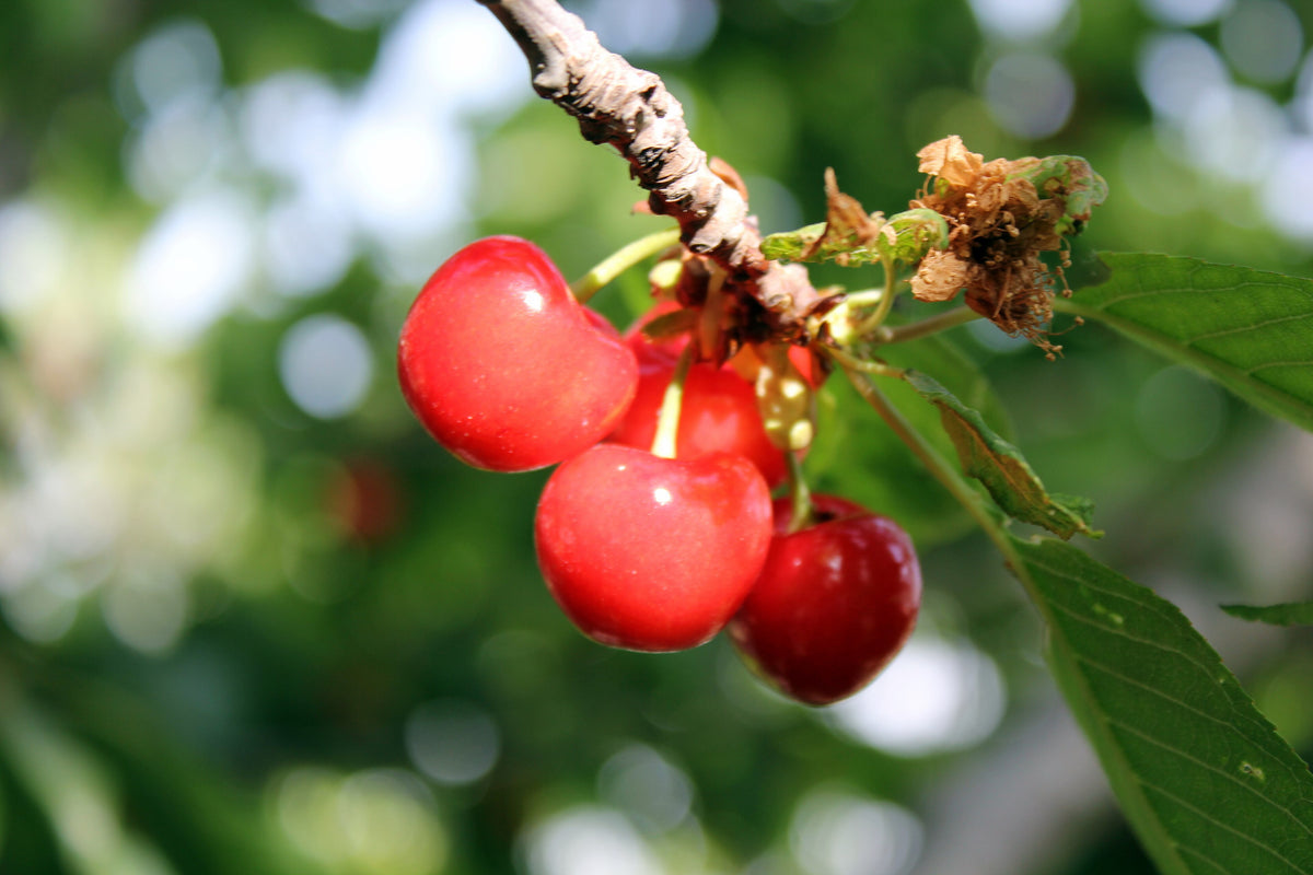Representative photo of large bright red sour cherries on the branch, not Wowza! itself