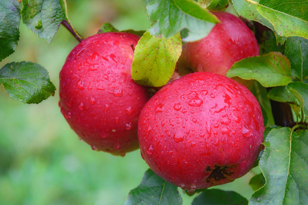 Redstar Apple (Spring 2027)