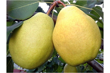 Two ripe Larinskaya pears