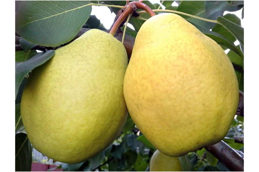 Two ripe Larinskaya pears