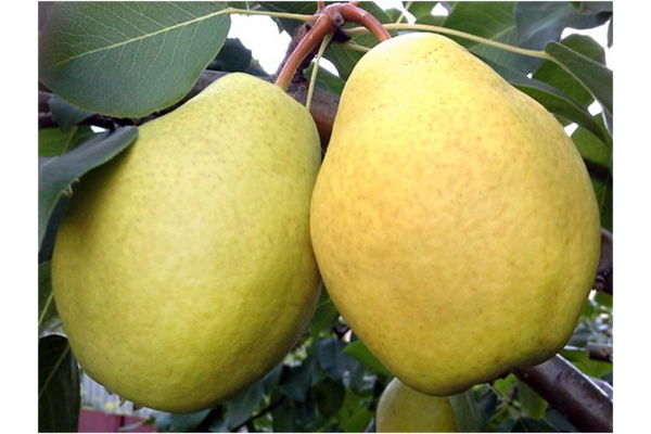 Larinskaya Pear