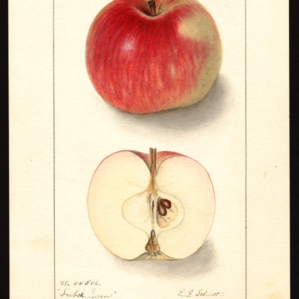 USDA pomological watercolor of the Lubsk Queen apple