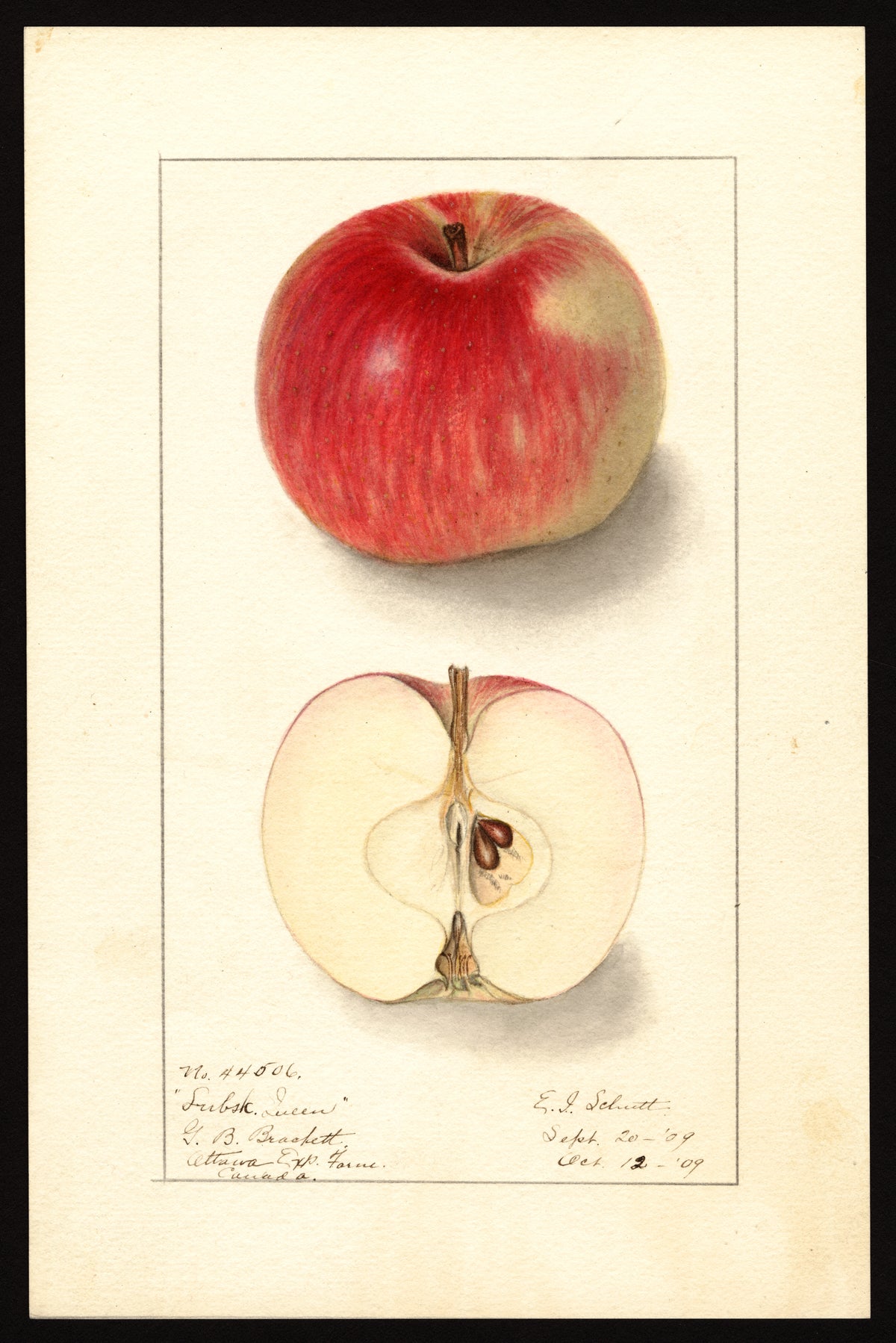 USDA pomological watercolor of the Lubsk Queen apple