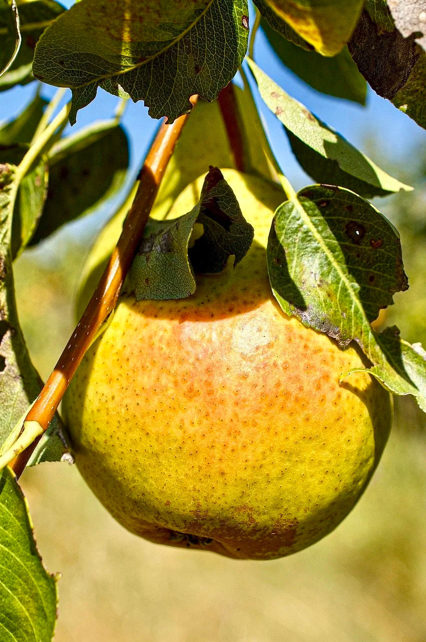 A Luscious pear ripening on the tree