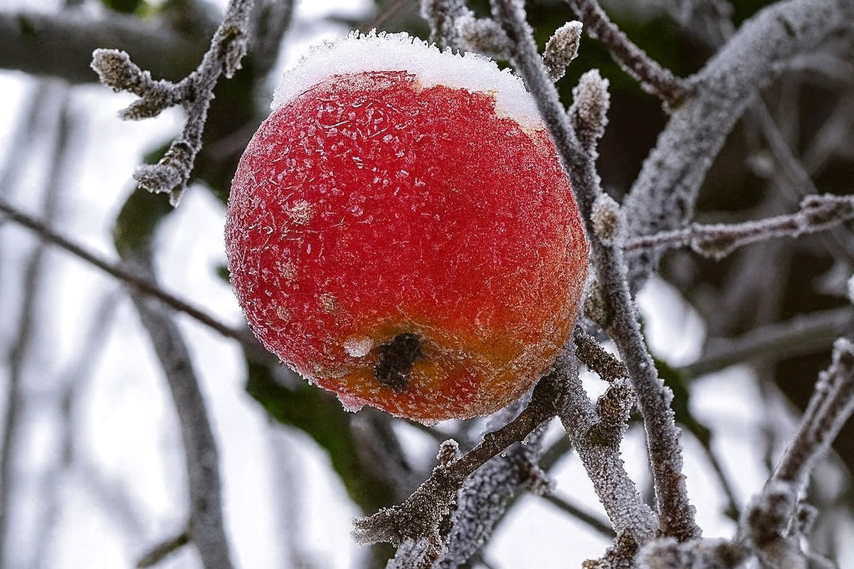 A Madeline apple hanging on a bare branch