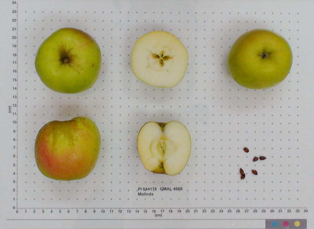 Malinda apples shown whole and cut on a USDA measuring grid