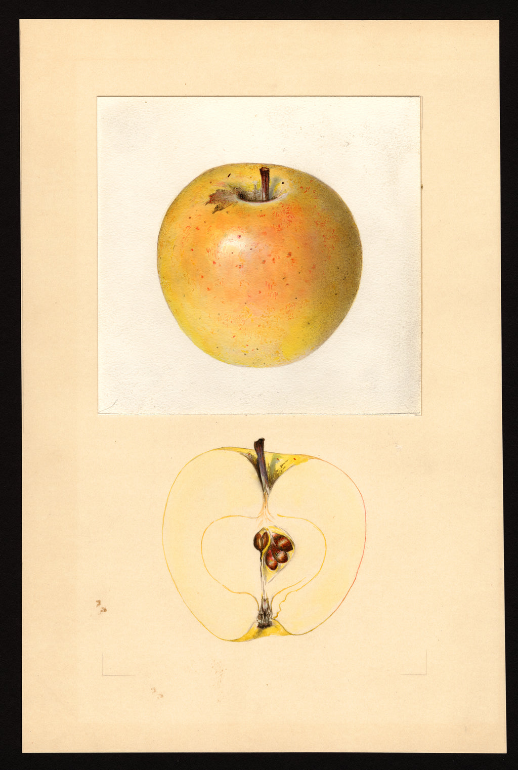 USDA pomological watercolor of the Malinda apple
