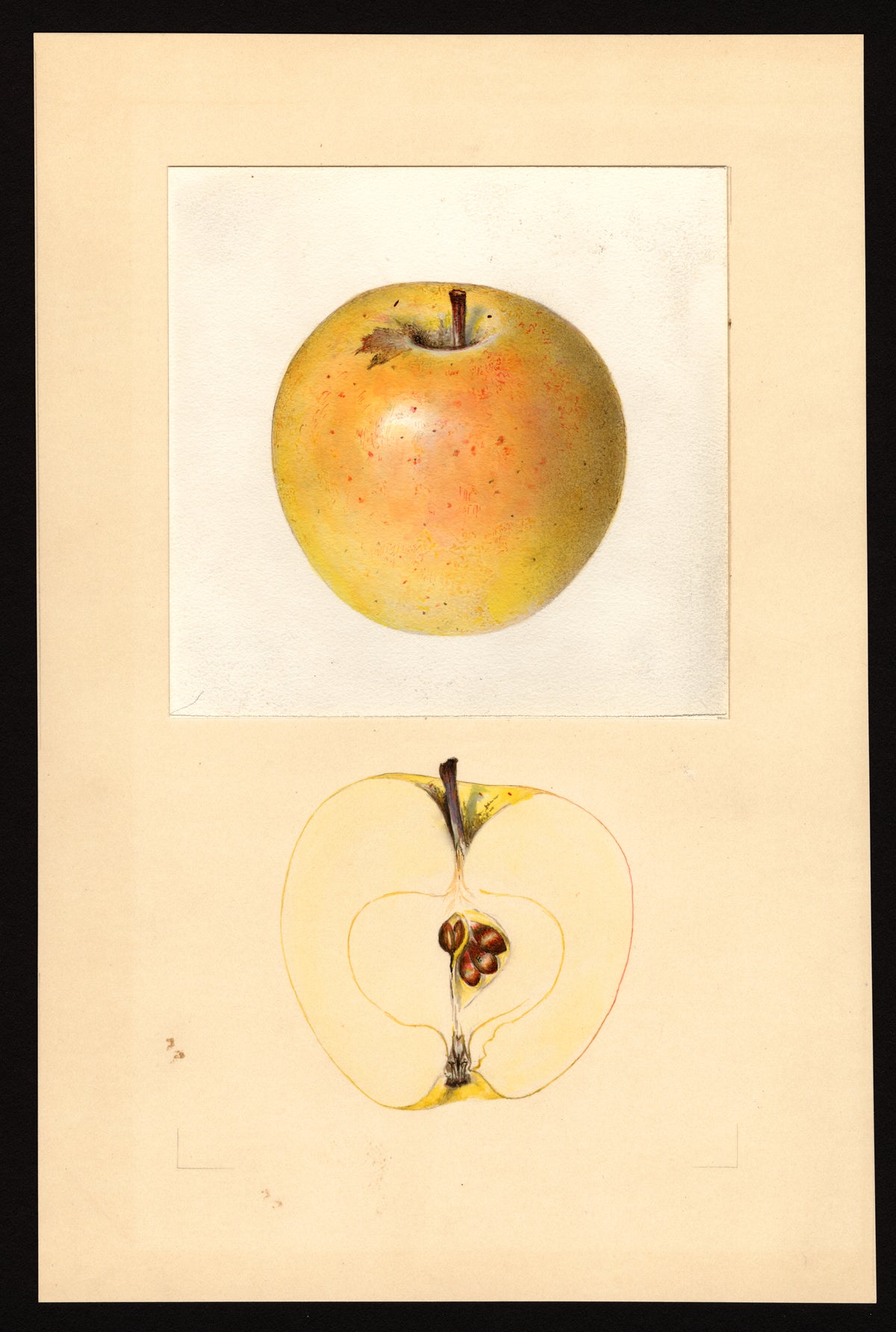 USDA pomological watercolor of the Malinda apple