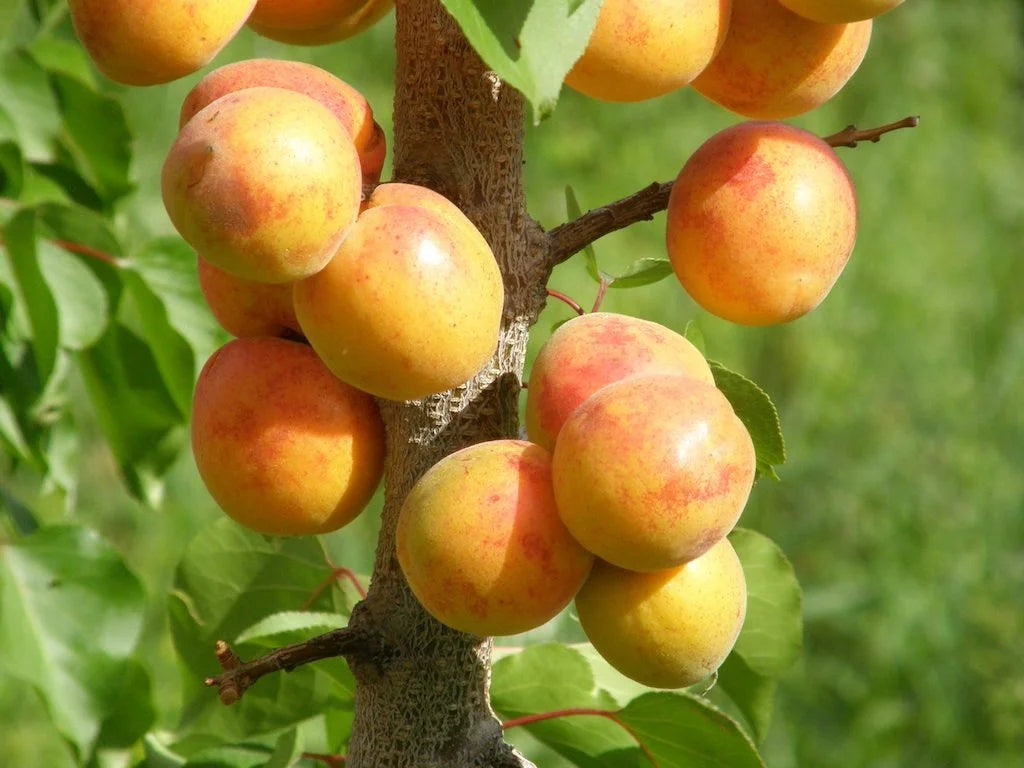 Manchurian apricots ripening on the branch