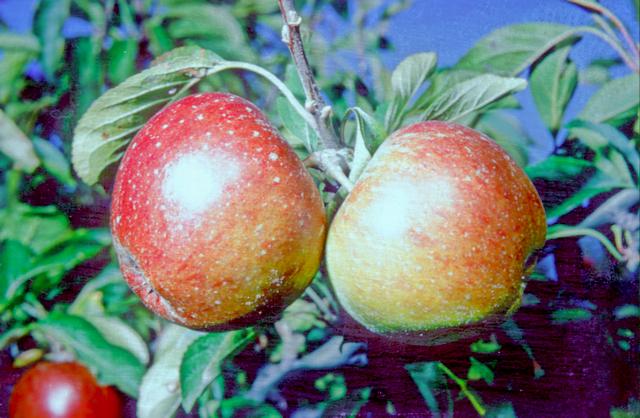 Margil apples on the tree