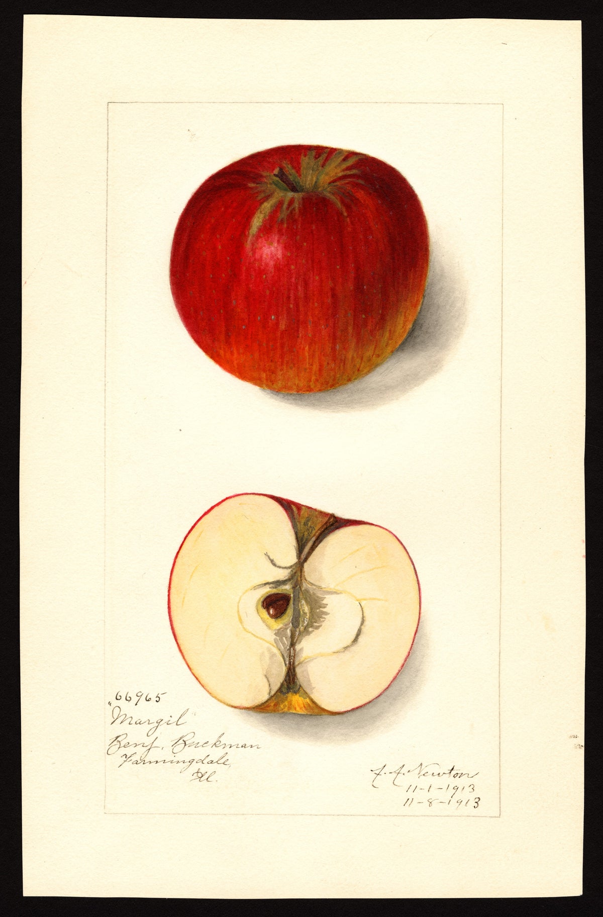 Historic USDA watercolor of the Margil apple, whole and cut