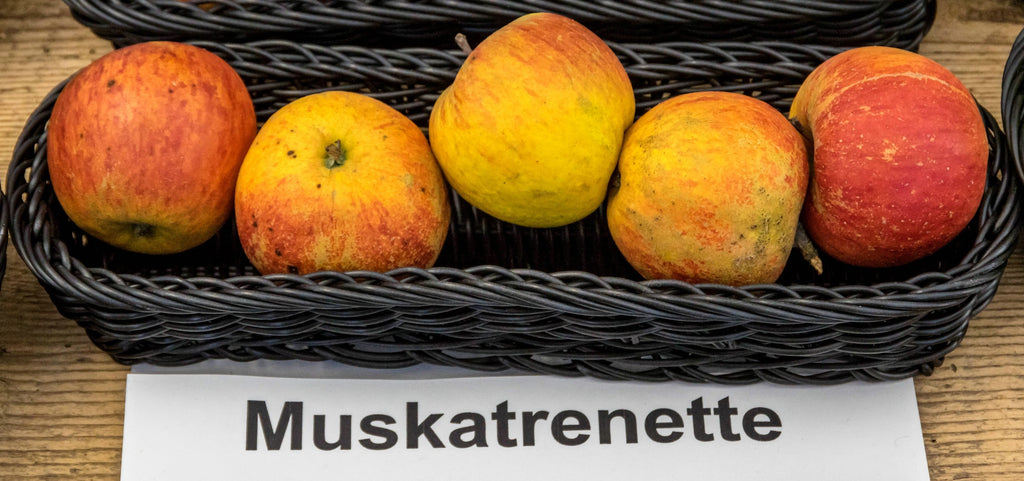 Five ripe Margil apples with orange-red streaks and russet in a basket