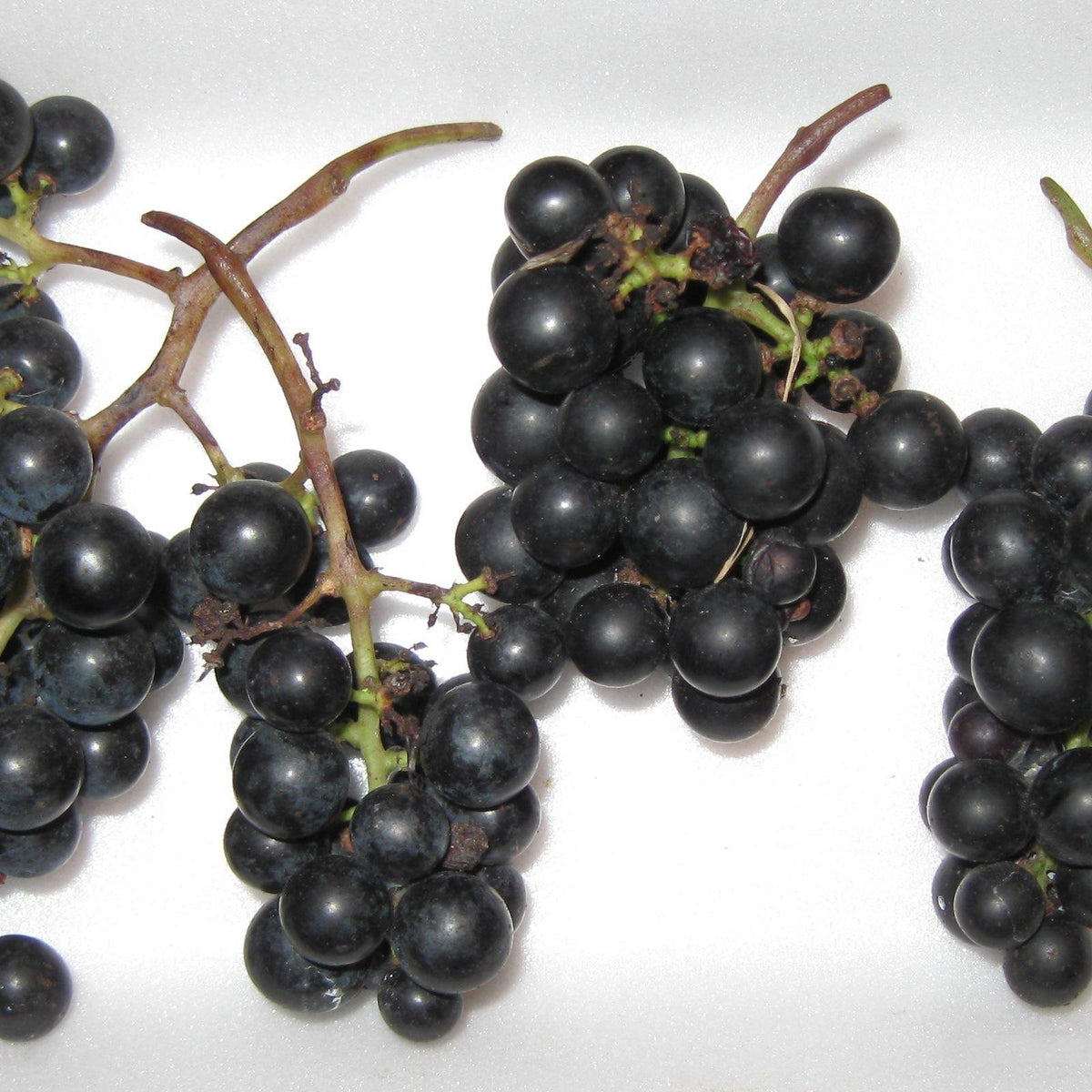 Marquette Grape (Bundle of 2) | Spring 2027