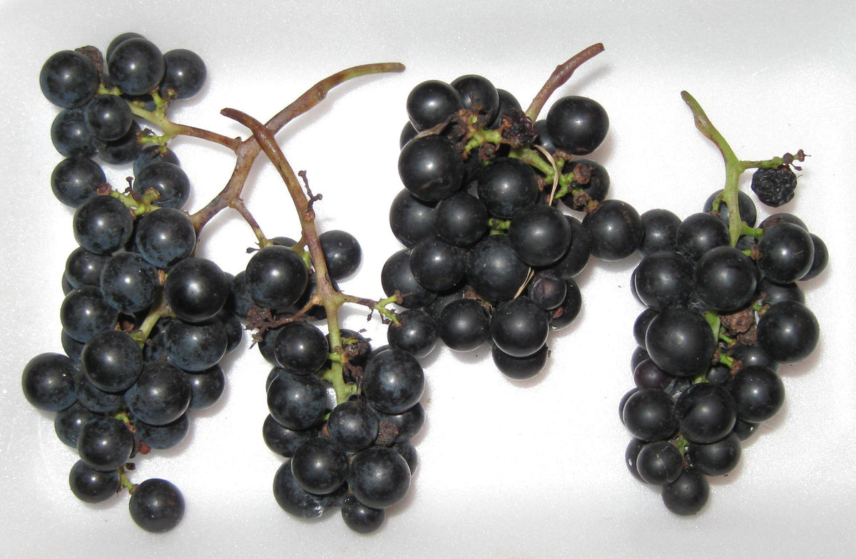 Harvested clusters of ripe blue-black Marquette grapes