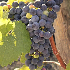 Marquette Grape (Bundle of 2)