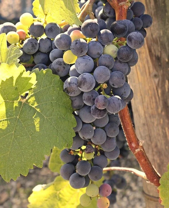 Marquette grape clusters ripening on the vine