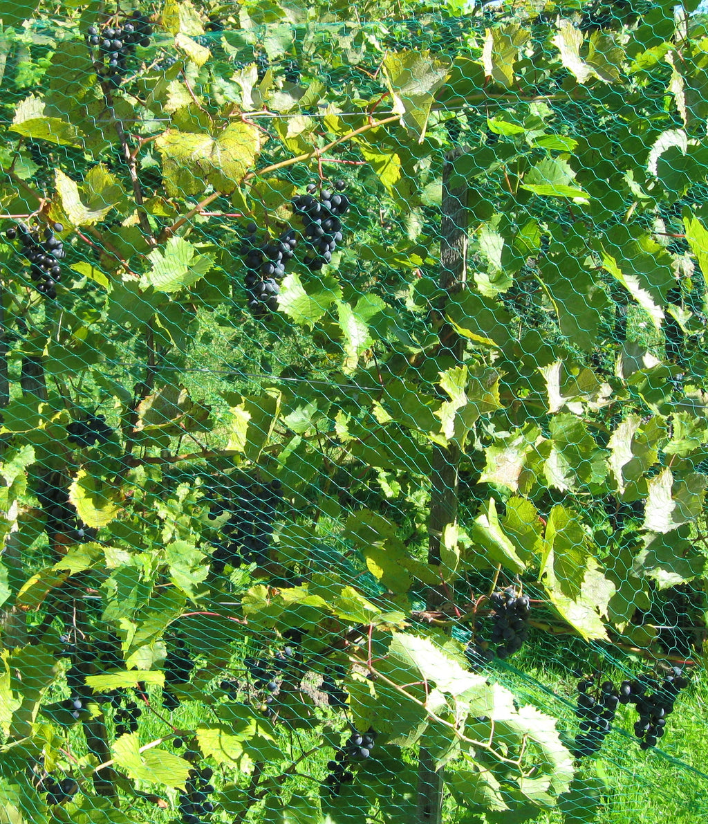Marquette grapevine loaded with ripe fruit under bird netting