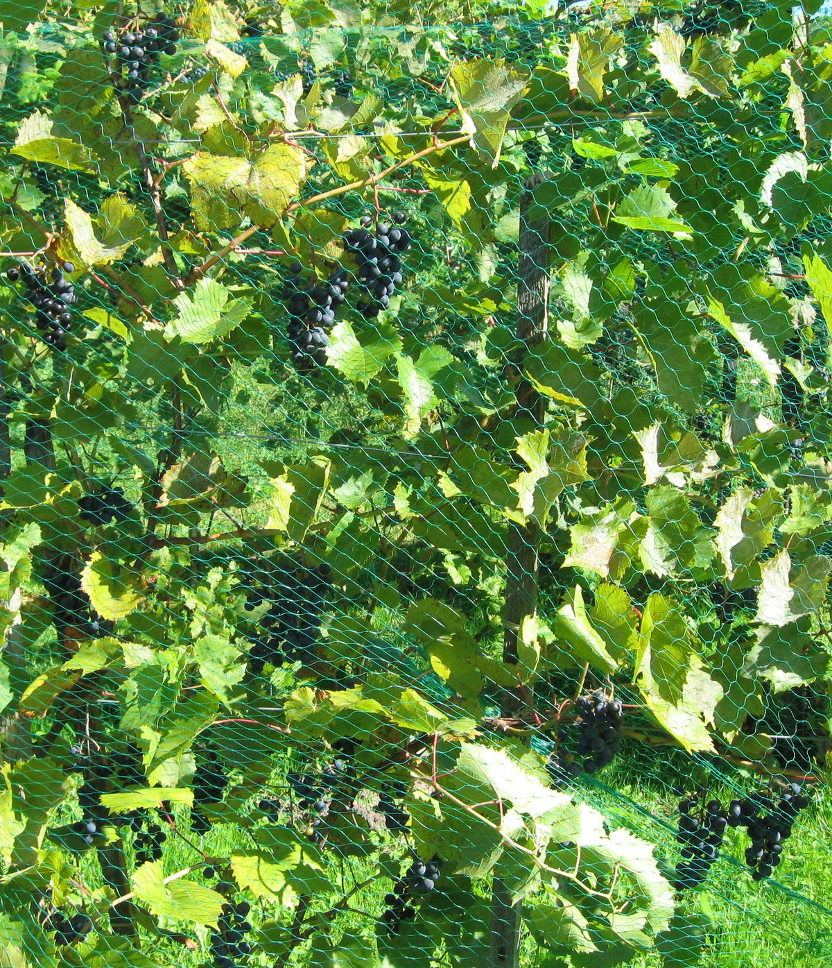 Marquette grapevine loaded with ripe fruit under bird netting