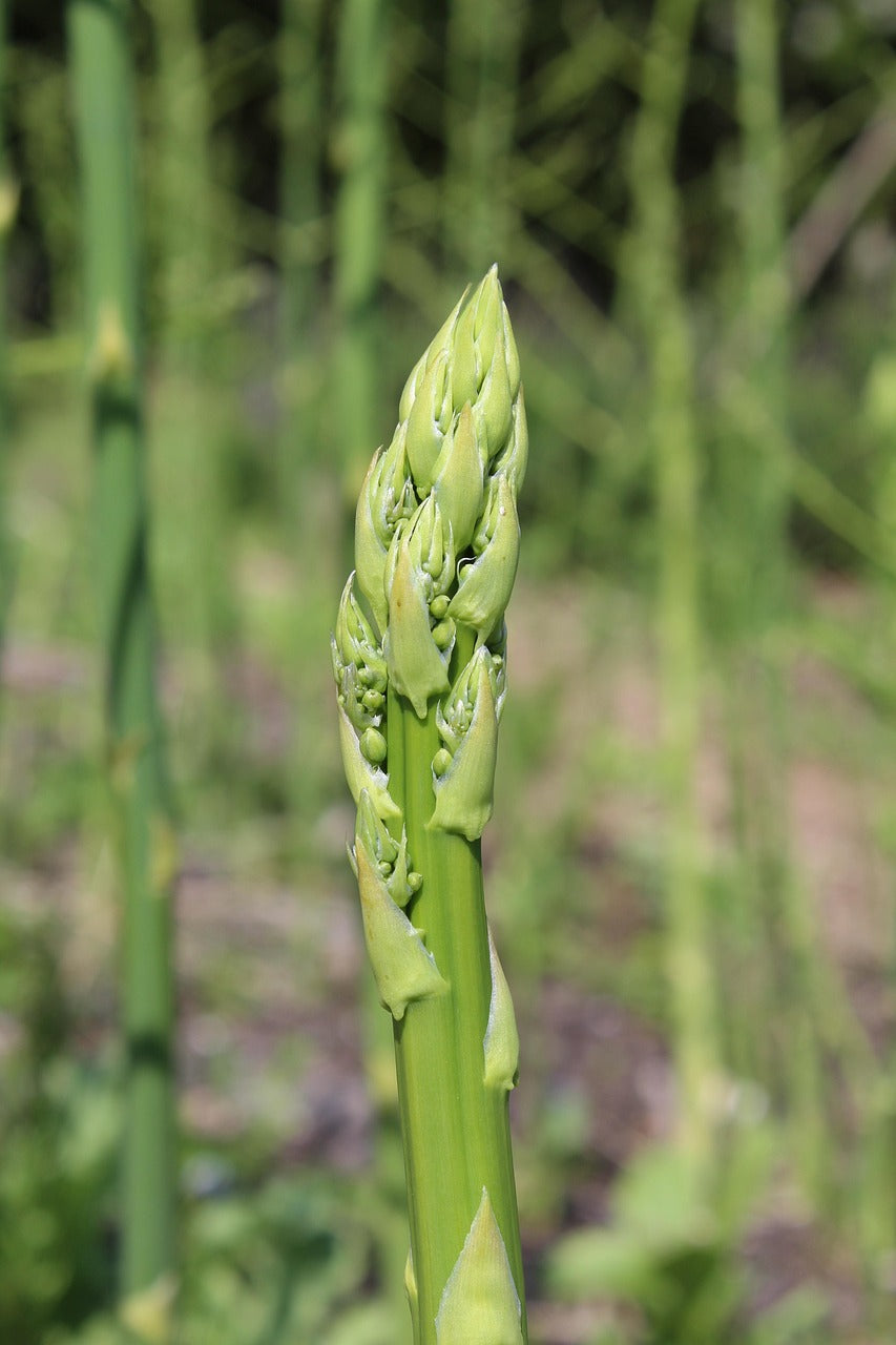 A Mary Washington asparagus spear in the field