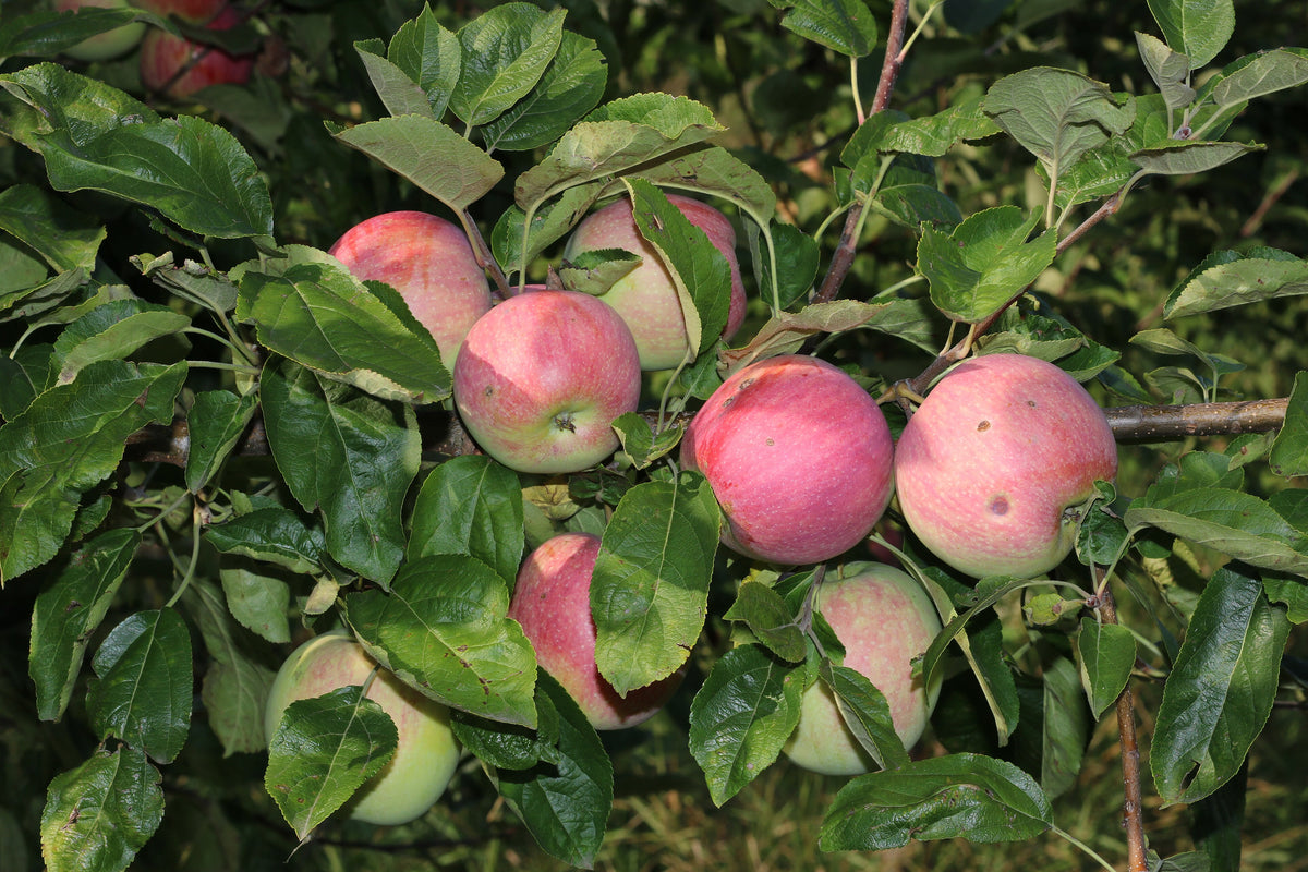 Representative photo of red-blushed McIntosh apples on the tree, not Red Sparkle itself
