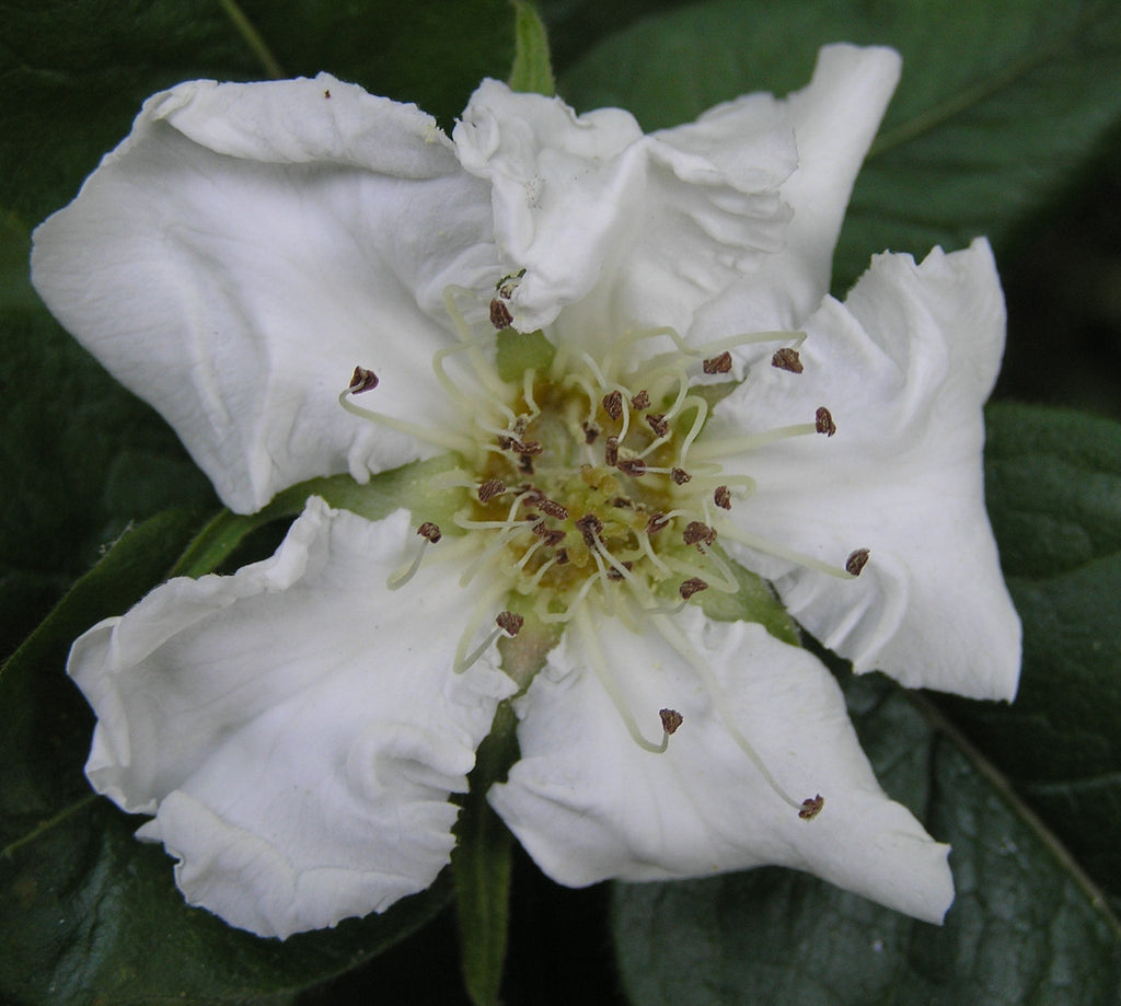Large white medlar (Mespilus germanica) blossom, representative of the species