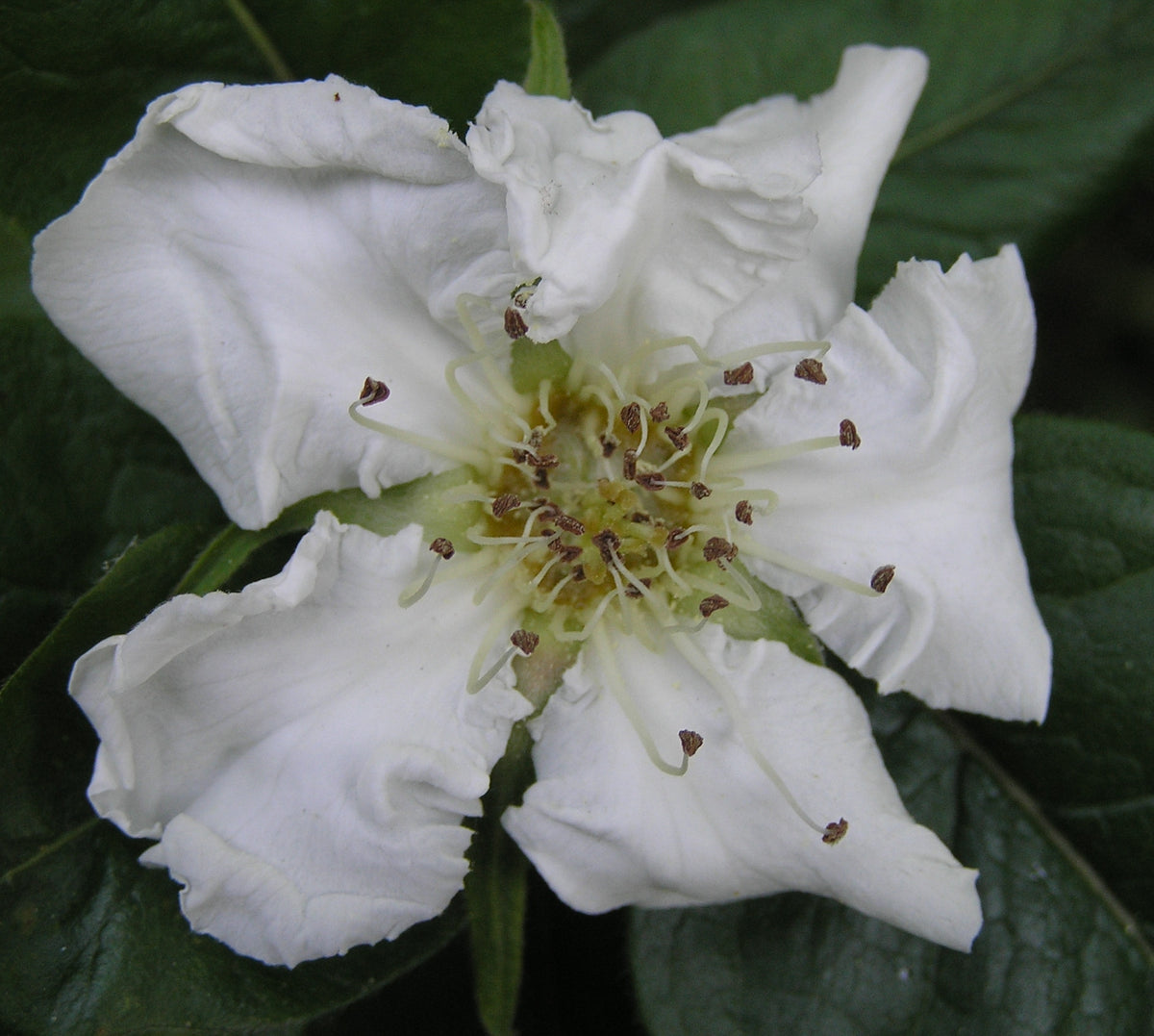 Large white medlar (Mespilus germanica) blossom, representative of the species