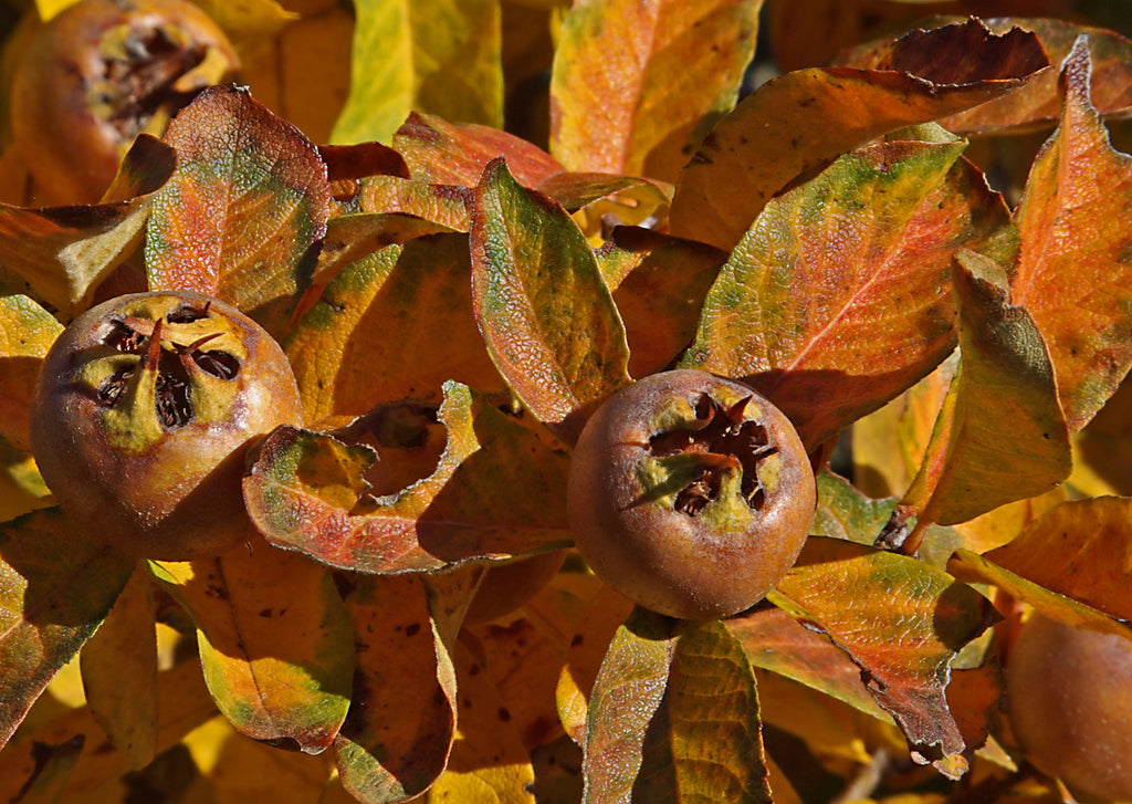 Medlar (Mespilus germanica) fruit among orange autumn leaves, representative of the species