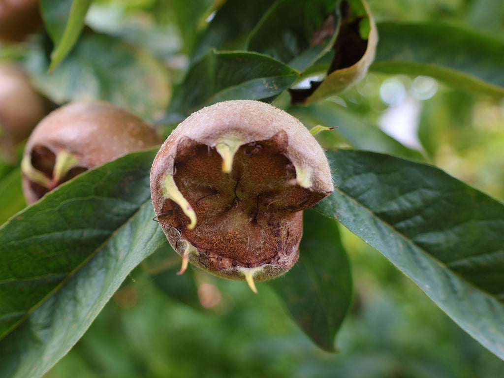 Close-up of a ripening medlar (Mespilus germanica) fruit among the leaves, representative of the species