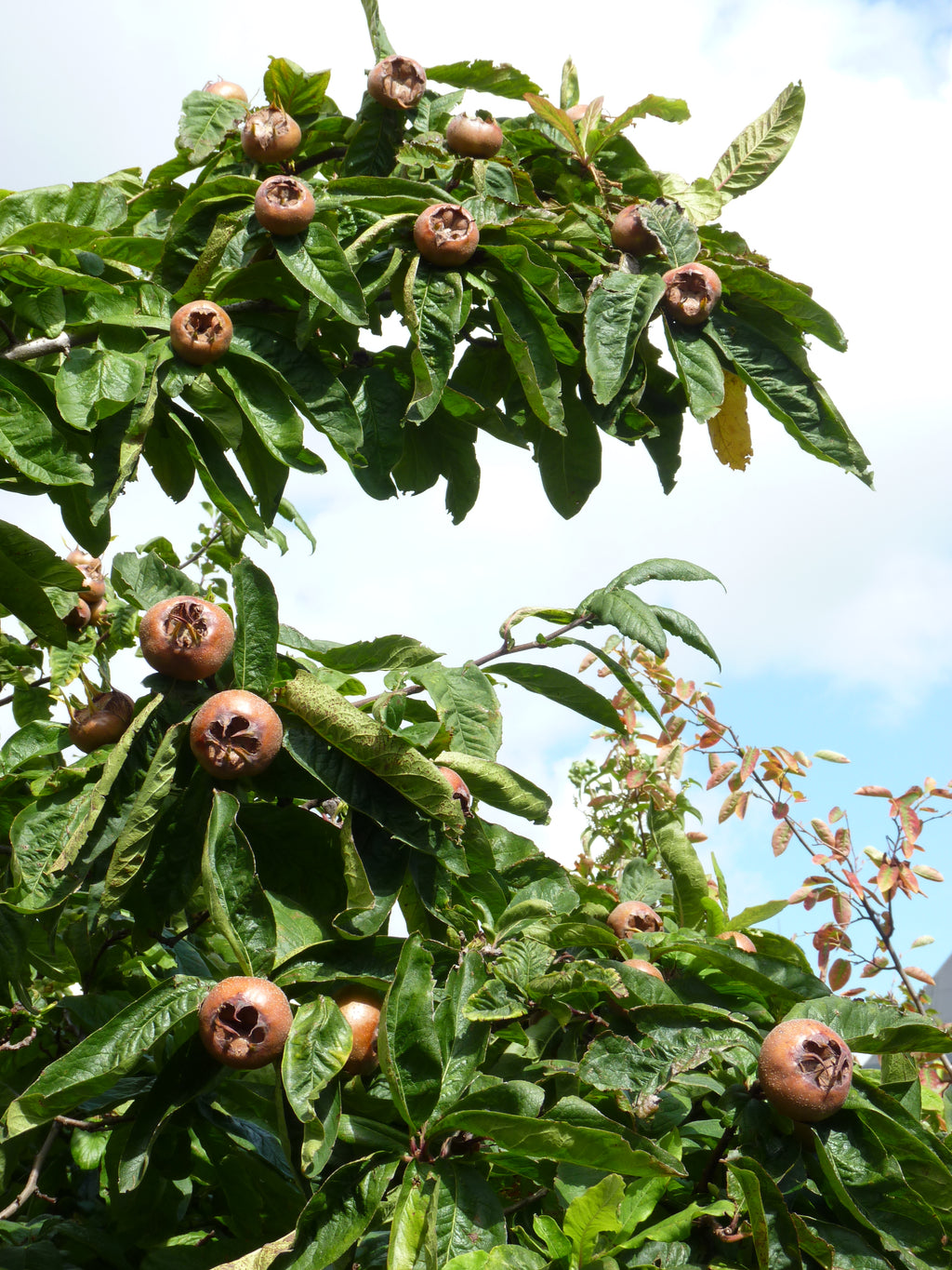 Medlar (Mespilus germanica) branches loaded with fruit, representative of the species