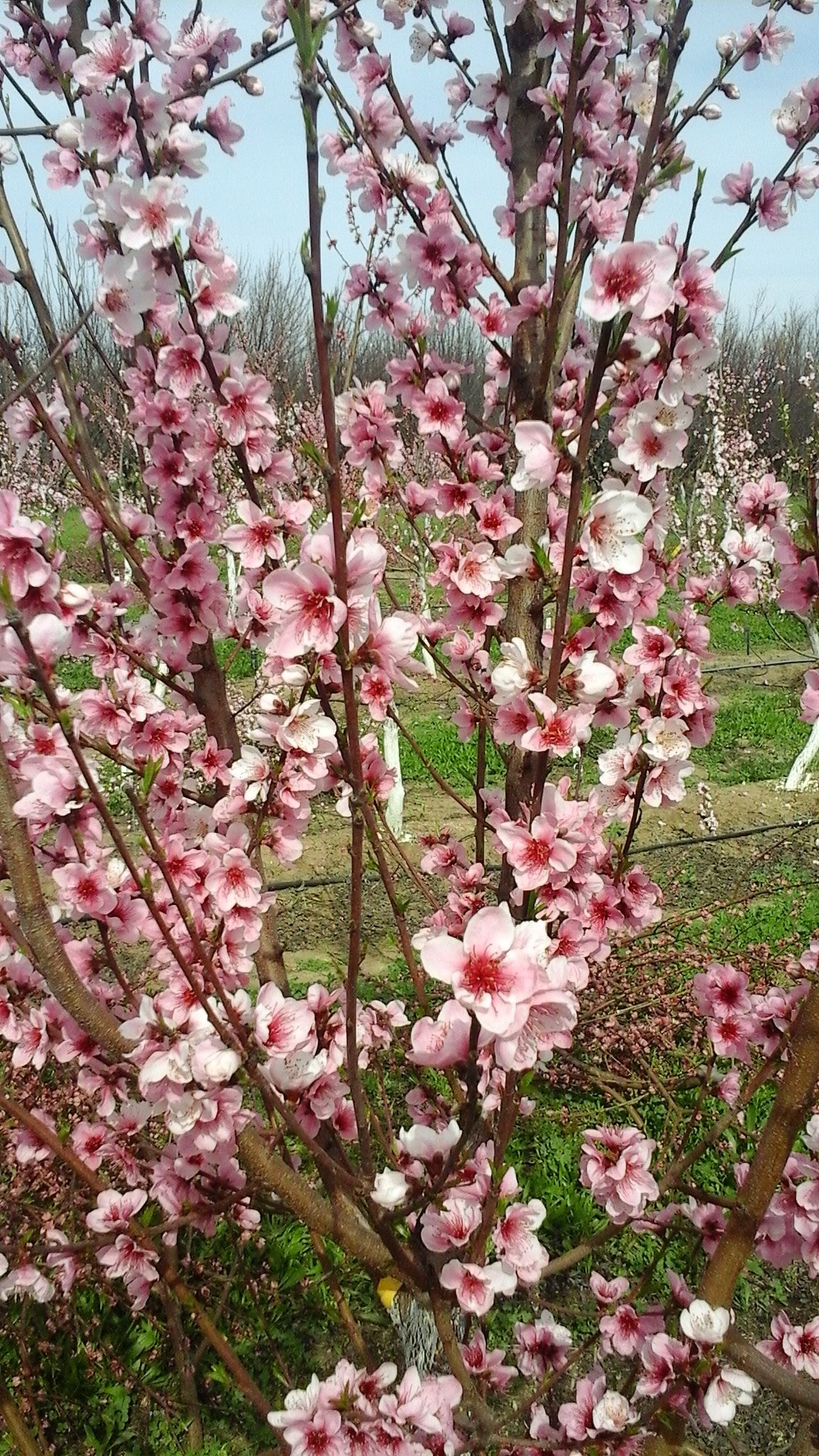 Mericrest nectarine tree in full bloom at the USDA repository in Davis, California