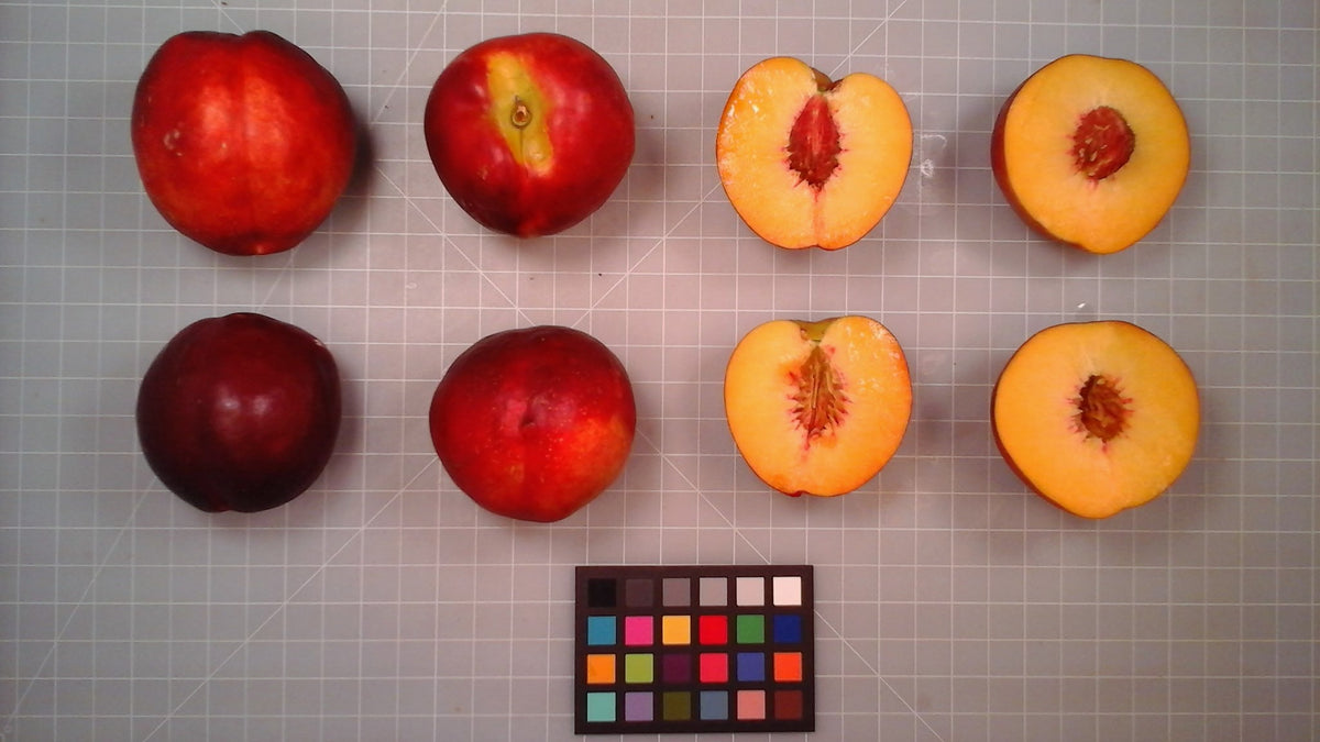 Mericrest nectarines shown whole and cut beside a color card