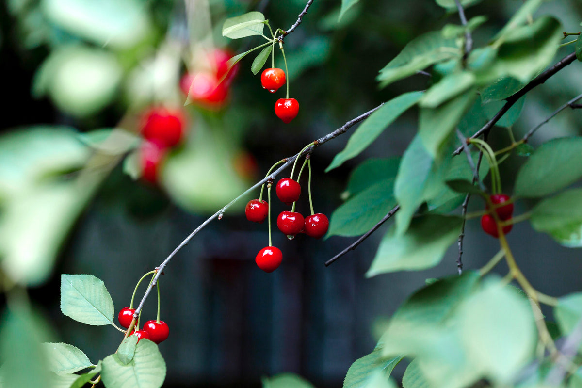 Meteor tart cherries ripening on the branch