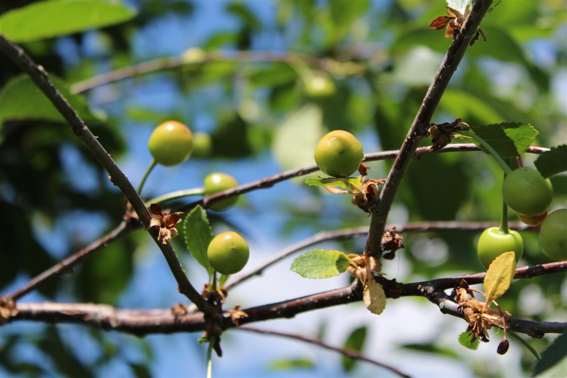 Young green Meteor tart cherries developing on the branch