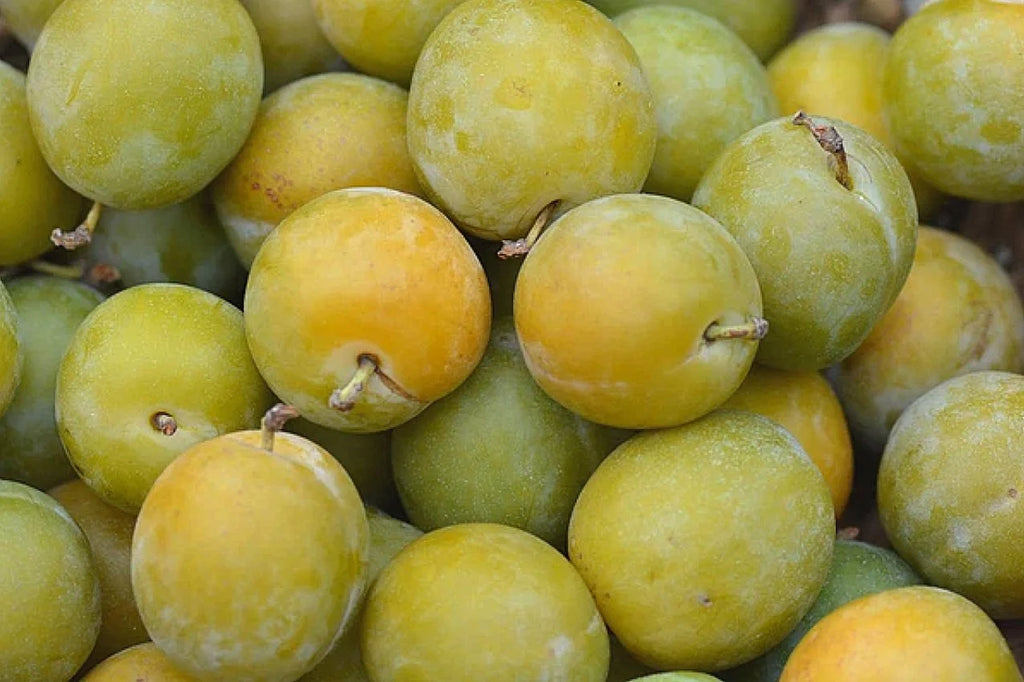 A pile of freshly picked Mirabelle de Bitterroot plums
