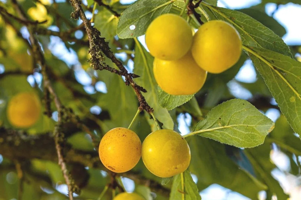 Golden Mirabelle de Bitterroot plums ripening on the branch