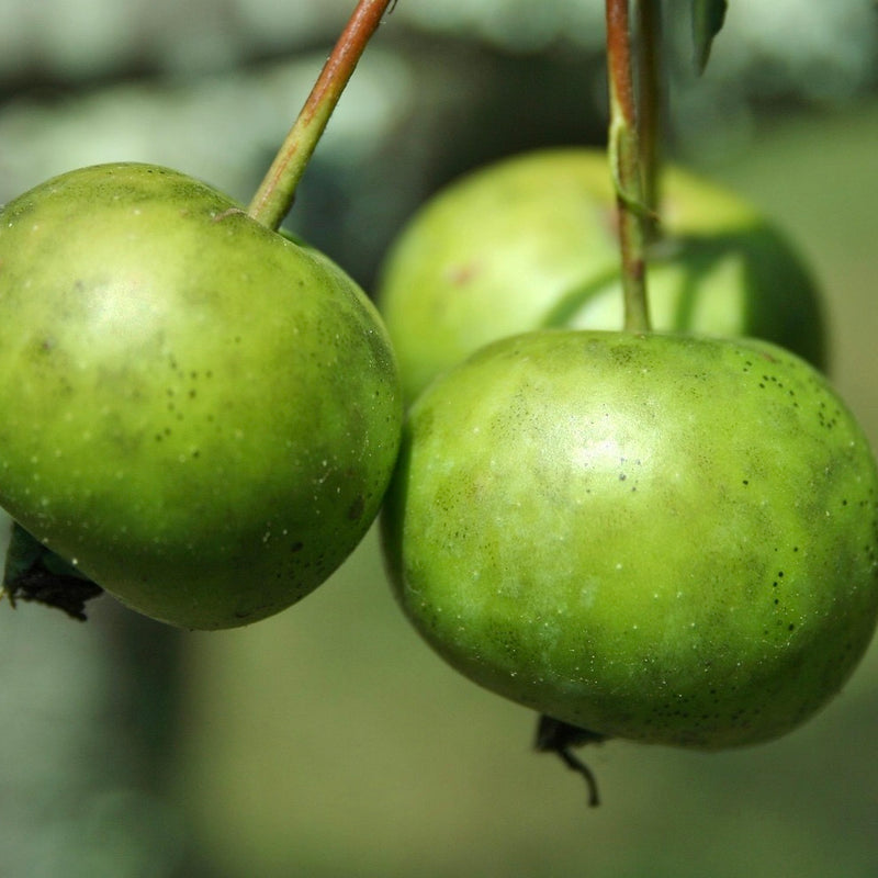 Monongahela Crabapple Seedling (Spring 2027)