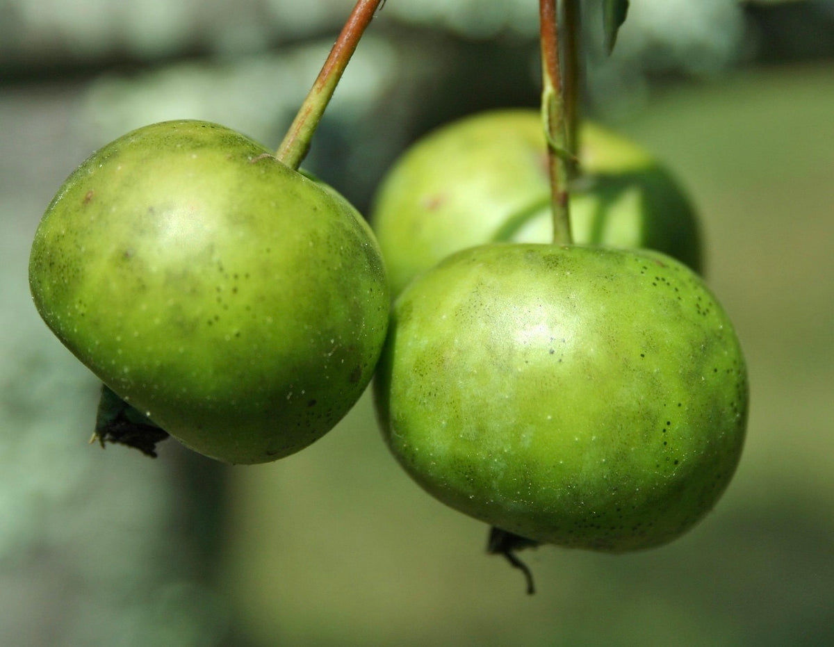 Monongahela crabapples ripening on the branch