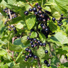 Montana Black Currant (Bundle of 3)