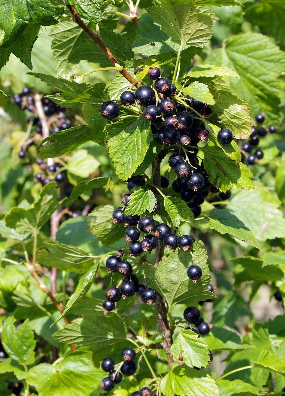 Ripe Montana black currants hanging on the bush