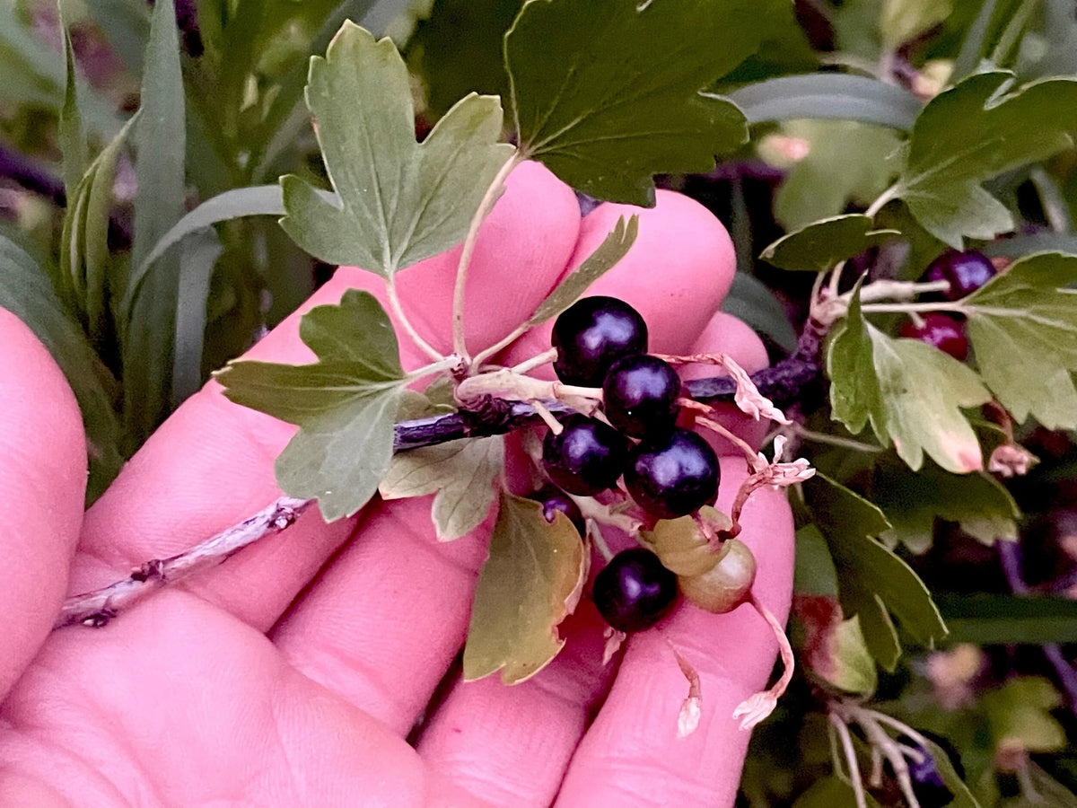 Picking ripe Montana black currants by hand
