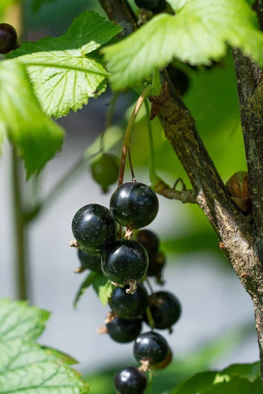A close view of Montana black currants ripening on the branch