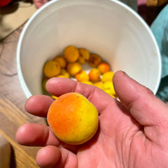 Apricots