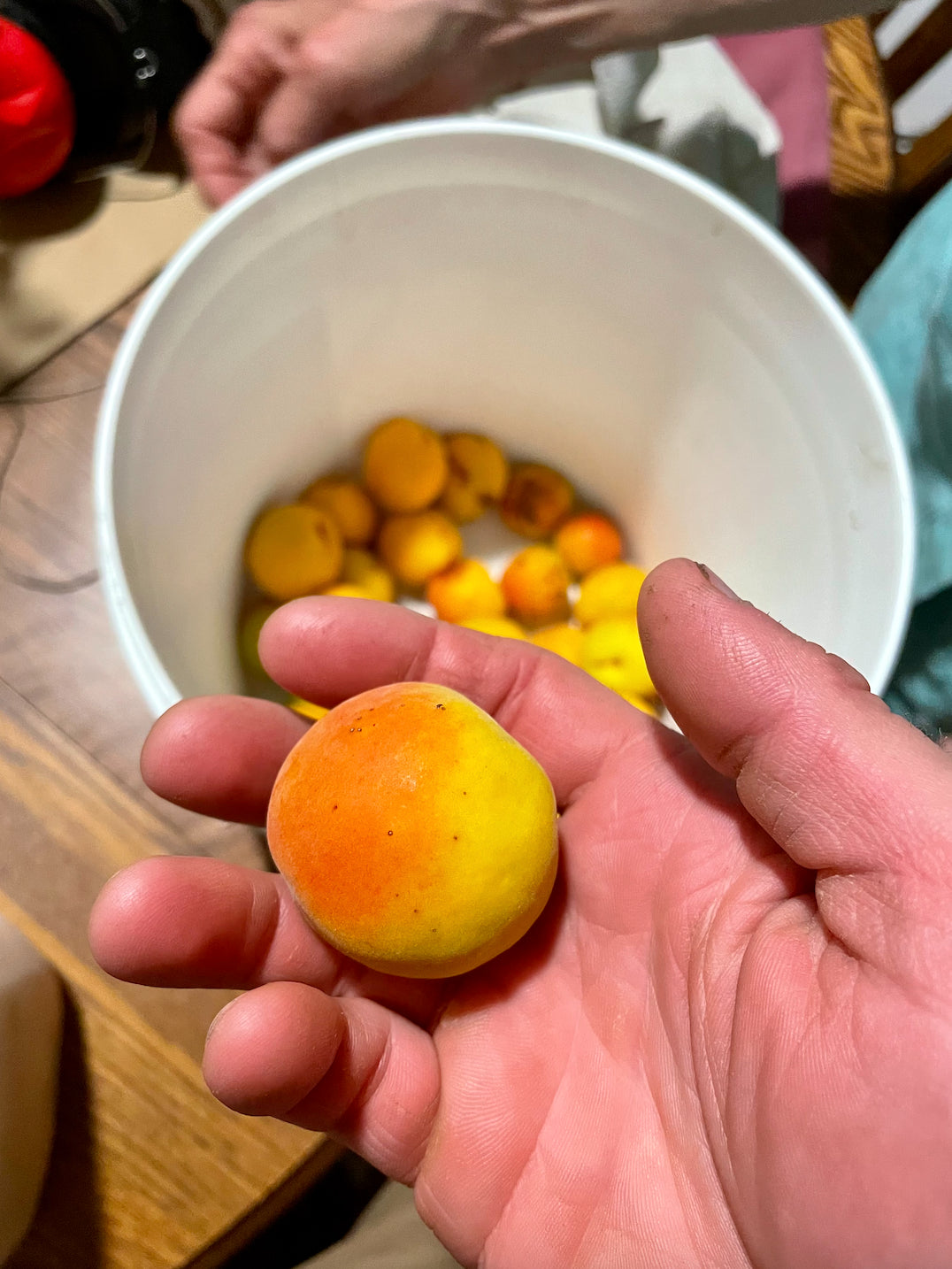 A Montana Mango apricot held above a bucket of freshly picked fruit