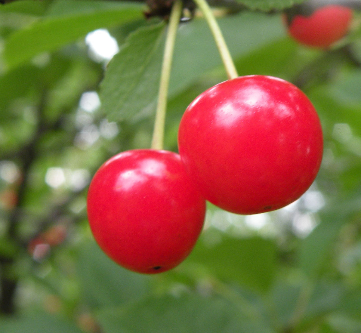 Two ripe Montmorency tart cherries on the branch
