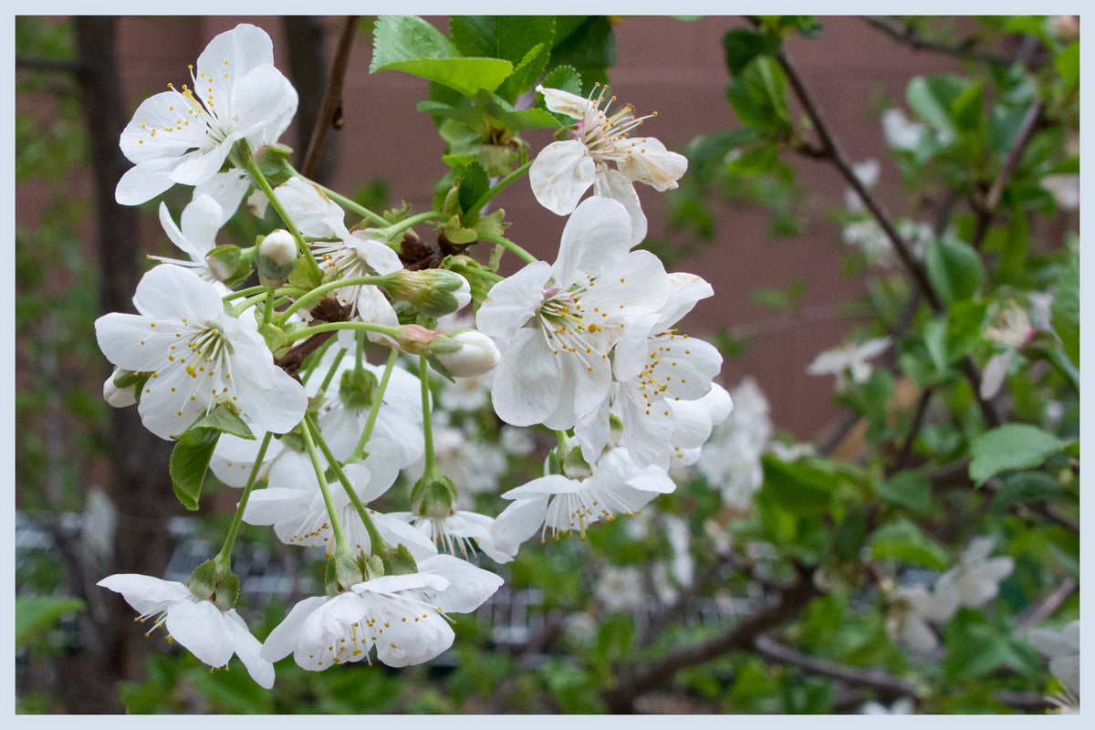 Montmorency tart cherry blossoms in spring