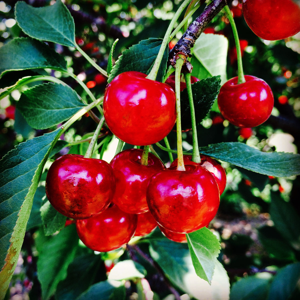 Ripe Montmorency tart cherries hanging in a cluster on the branch