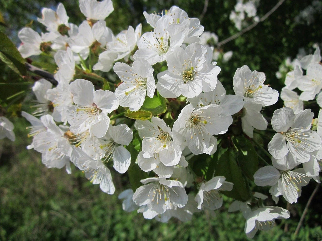 Montmorency tart cherry in full white bloom